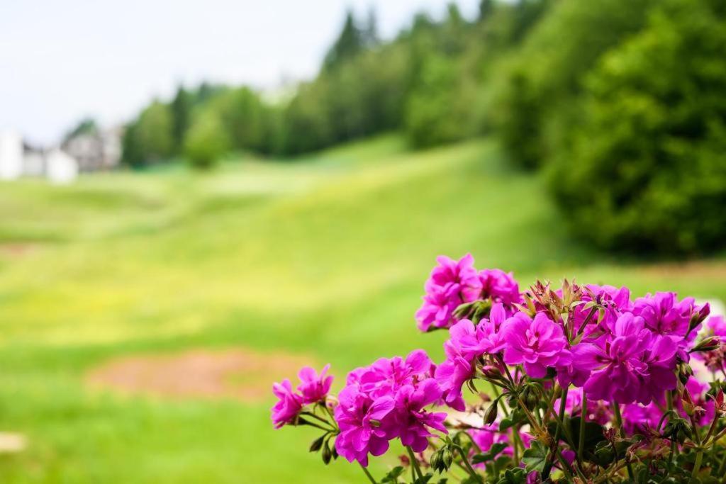 Appartamento TULIPANO Andalo Esterno foto