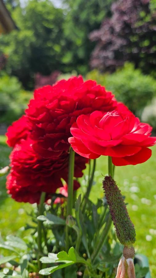 Appartamento TULIPANO Andalo Esterno foto